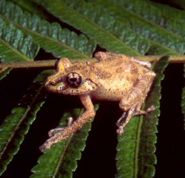  Mantidactylus fimbriatus ID = 