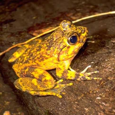  Mantidactylus grandidieri ID = 