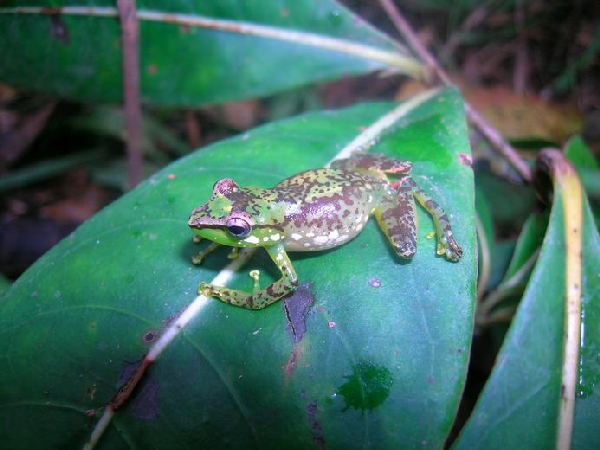  Mantidactylus liber ID = 