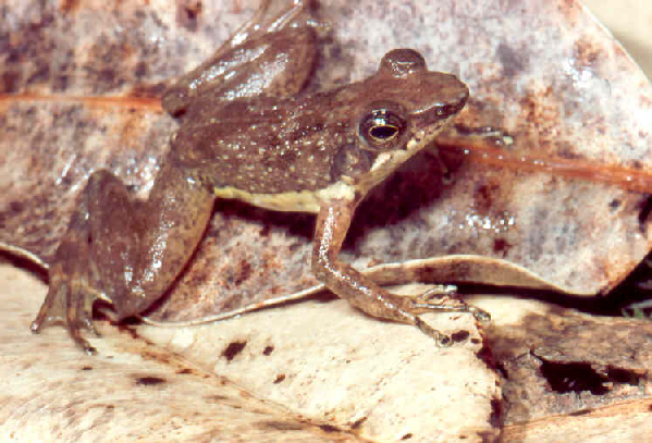  Mantidactylus majori ID = 