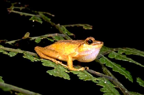  Mantidactylus redimitus ID = 