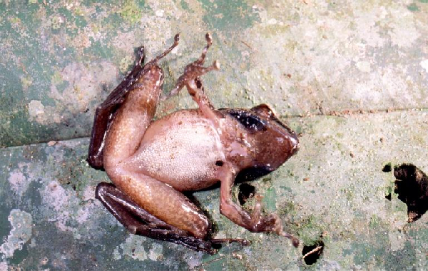  Mantidactylus salegy ID = 