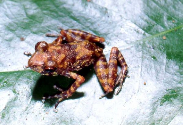  Mantidactylus silvanus ID = 