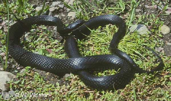  Coluber constrictor constrictor ID = 
