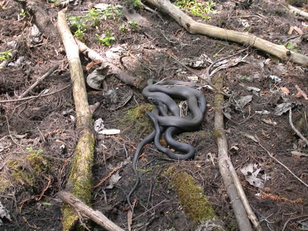  Coluber constrictor priapus ID = 