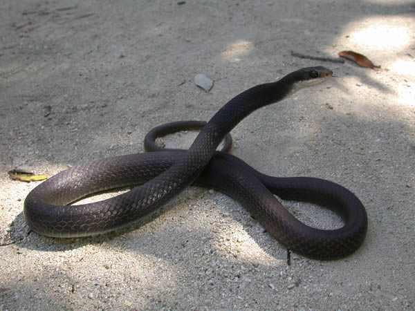  Coluber constrictor paludicola ID = 