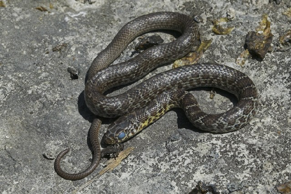  Coluber constrictor ssp. ID = 