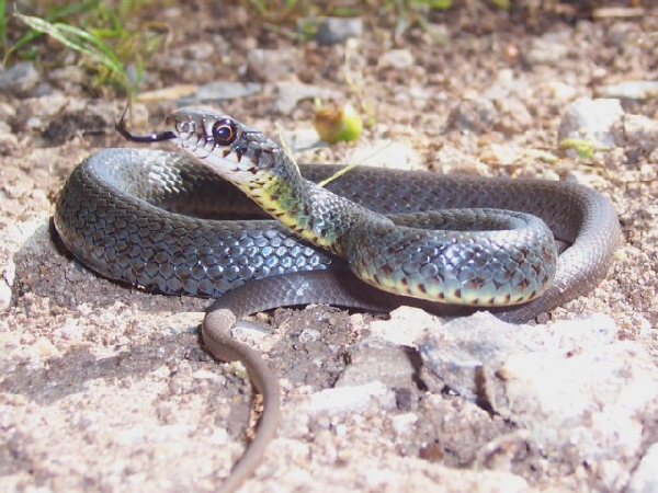  Coluber constrictor ssp. ID = 