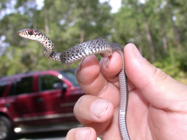  Coluber constrictor priapus ID = 