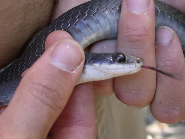  Coluber constrictor paludicola ID = 