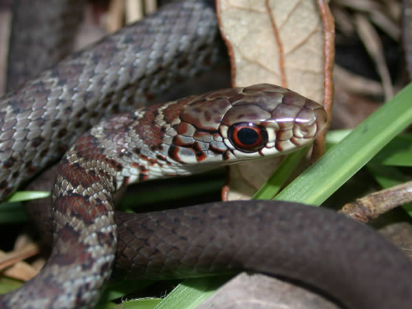  Coluber constrictor priapus ID = 