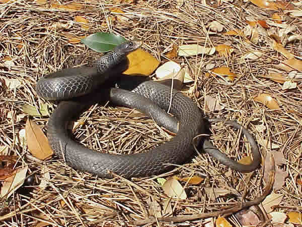  Coluber constrictor priapus ID = 