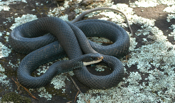  Coluber constrictor ID = 