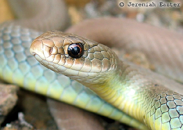  Coluber constrictor mormon ID = 