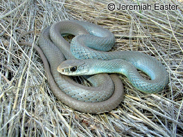  Coluber constrictor mormon ID = 