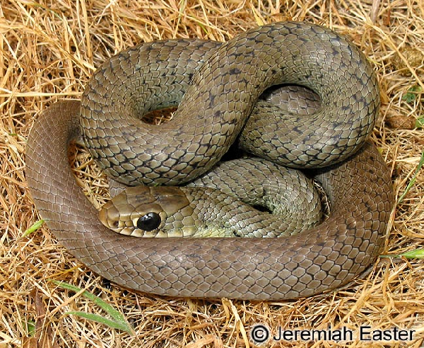  Coluber constrictor mormon ID = 