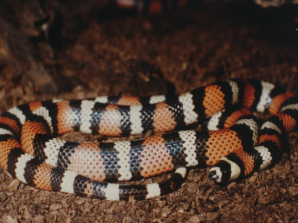  Lampropeltis triangulum abnorma ID = 