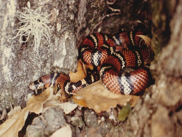  Lampropeltis triangulum andesiana ID = 