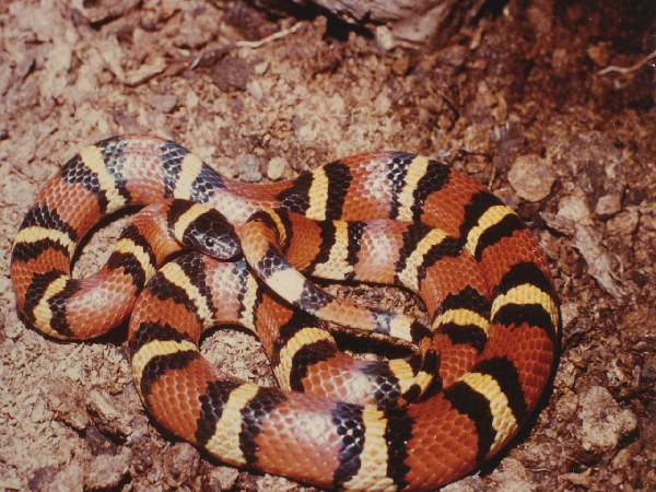  Lampropeltis triangulum annulata ID = 