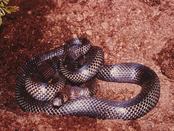  Lampropeltis triangulum gaigeae ID = 