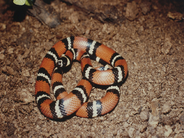  Lampropeltis triangulum stuarti ID = 