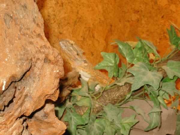  Pogona vitticeps ID = 