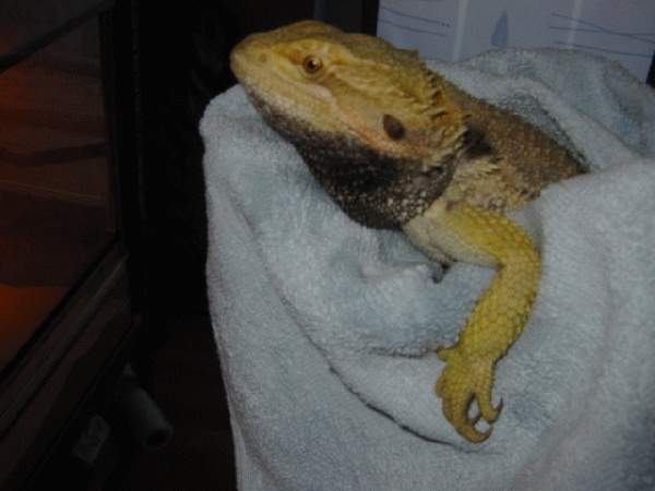  Pogona vitticeps ID = 