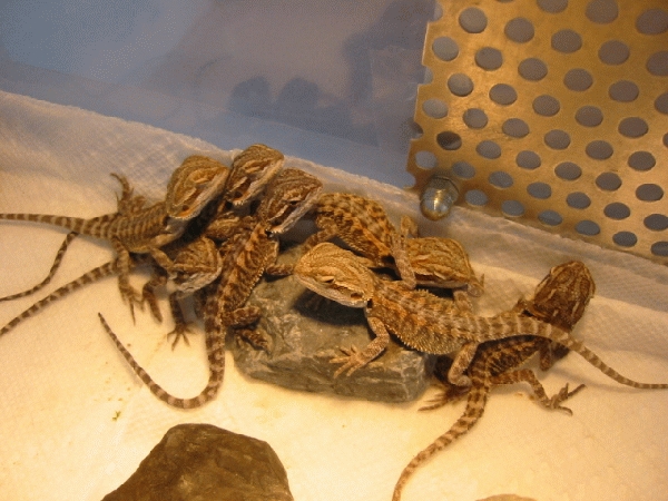  Pogona vitticeps ID = 