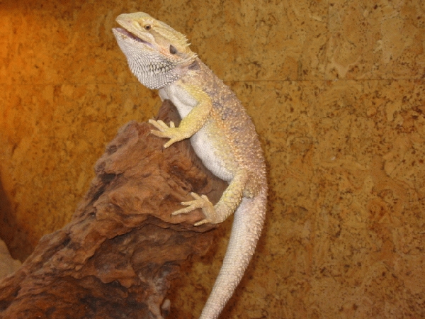  Pogona vitticeps ID = 