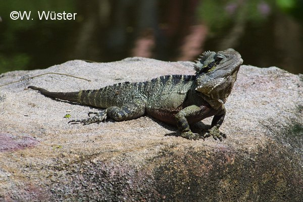  Physignathus lesueurii ID = 