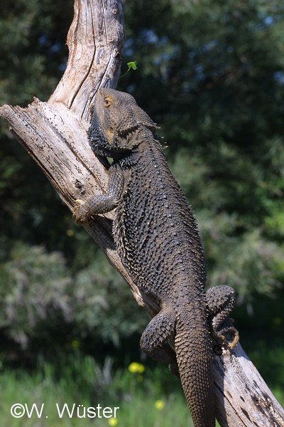  Pogona vitticeps ID = 