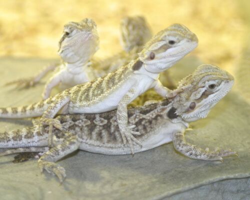  Pogona vitticeps ID = 