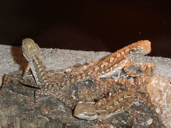  Pogona henrylawsoni ID = 