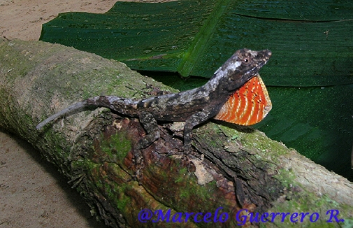  Anolis ortonii ID = 