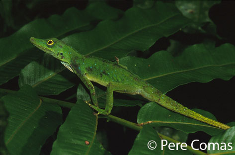  Anolis punctatus ID = 