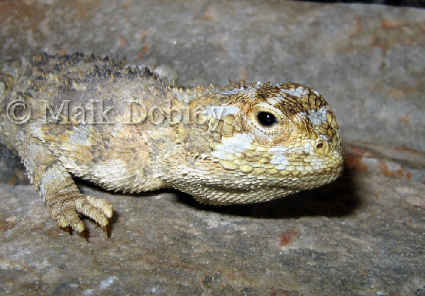  Agama hispida ID = 