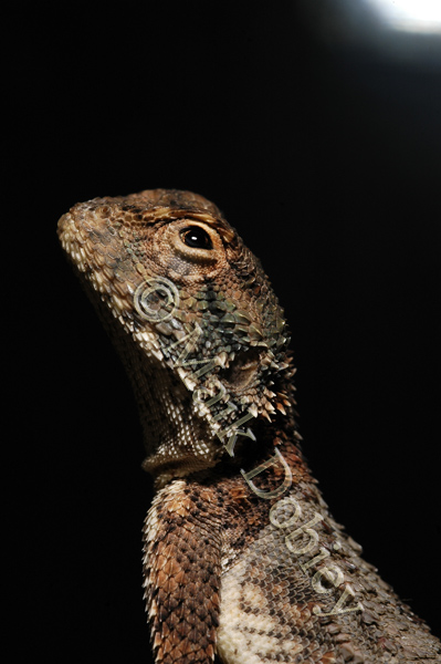  Agama pallida ID = 