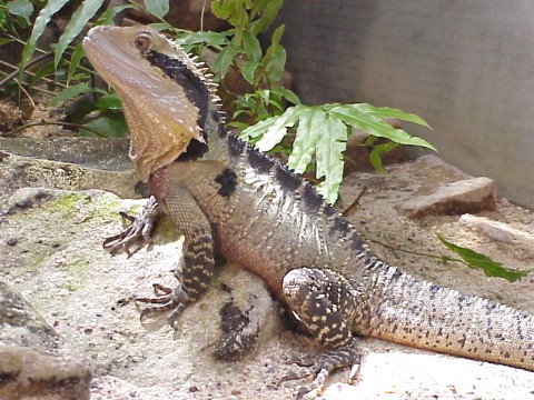  Australische Wasseragame ID = 