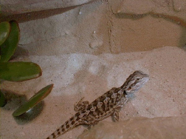  Pogona vitticeps ID = 