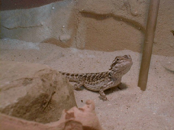  Pogona vitticeps ID = 