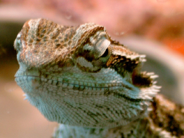  Pogona vitticeps ID = 