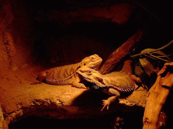  Pogona vitticeps ID = 