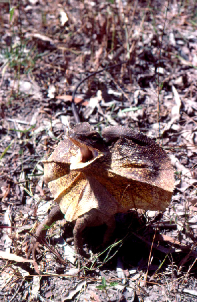  Chlamydosaurus kingii ID = 