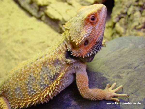  Pogona vitticeps ID = 