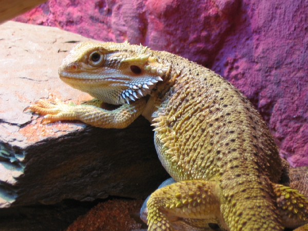  Pogona Vitticeps ID = 