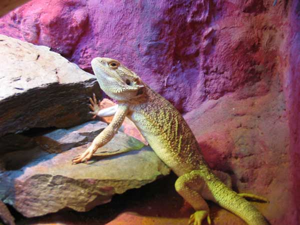  Pogona Vitticeps ID = 