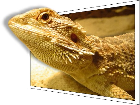  Pogona vitticeps ID = 