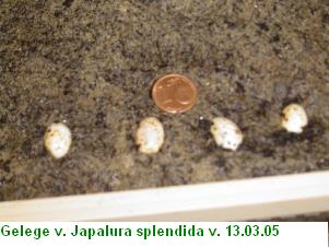  Japalura splendida ID = 