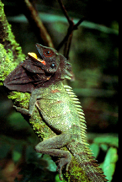  Hypsilurus dilophus ID = 