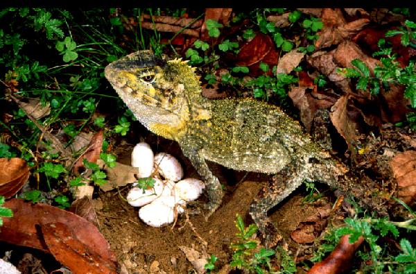  Hypsilurus spinipes ID = 